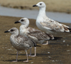 Larus armenicus